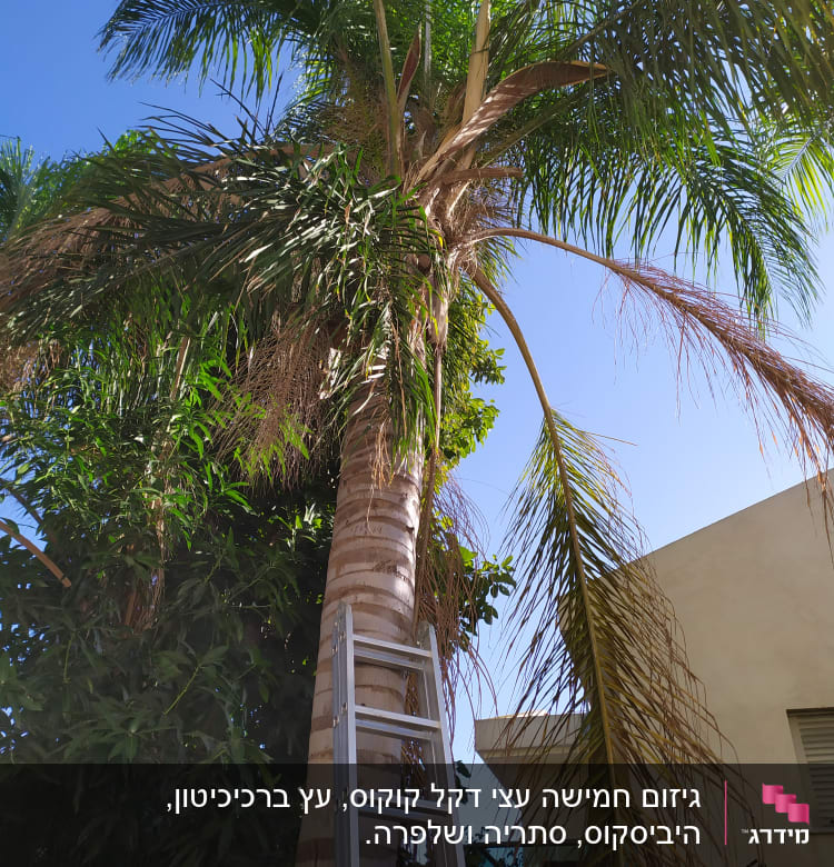 סולם מונח על עץ דקל לגיזום ענפים